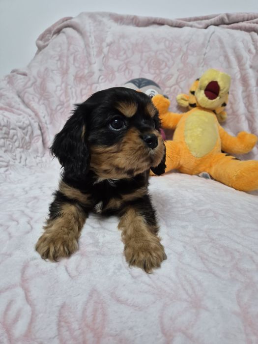 Baiat cu pedigree black and tan