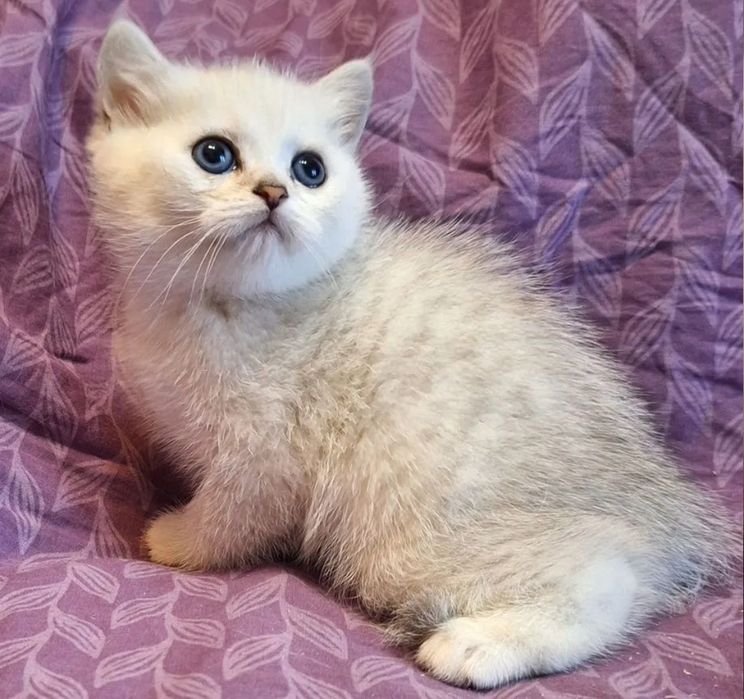 Котята шиншиллы вискас девочки и мальчики