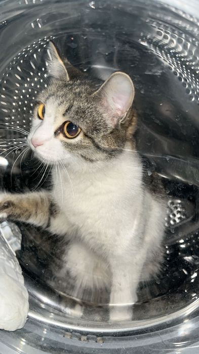 Отдам кошку даром