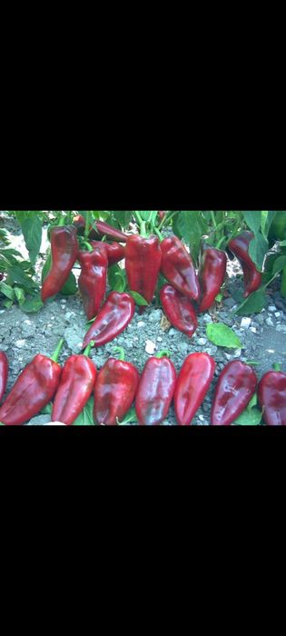 Продавам семена на пипер