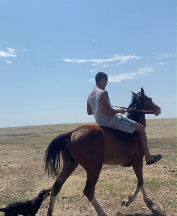 Айгыр 700000 без торг