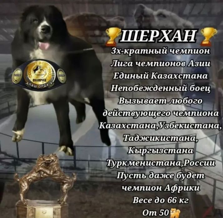 Продам щенка САО төбет Алабай