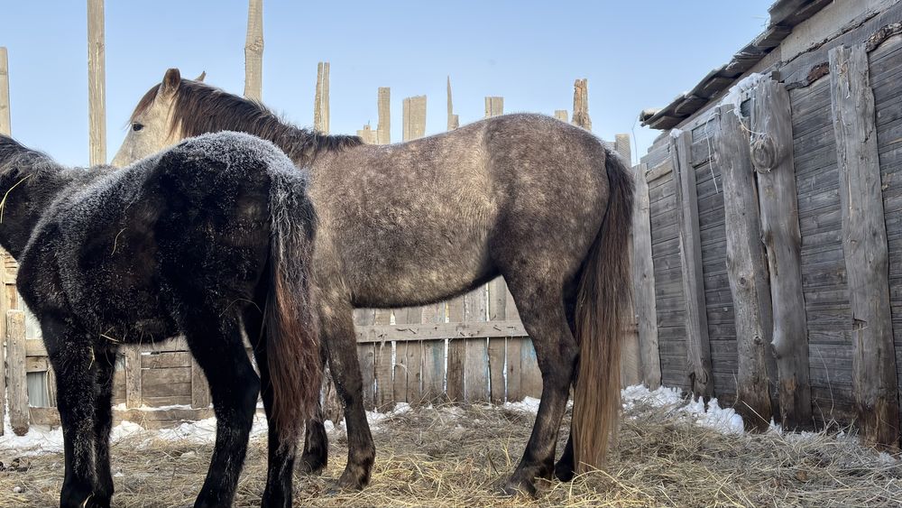 Осы бие сатылады бойдақ