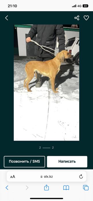 Продам Тазы 3 года