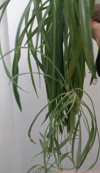 Plante Păianjen  Voalul Miresei Clorophytum