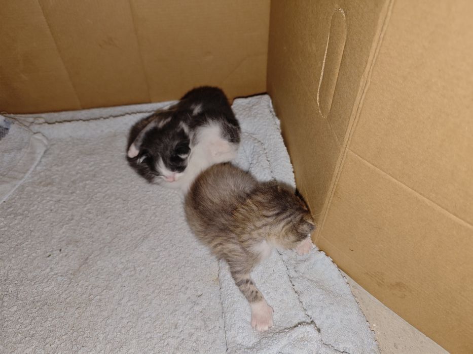 Кошка в хорошые руки с котятами