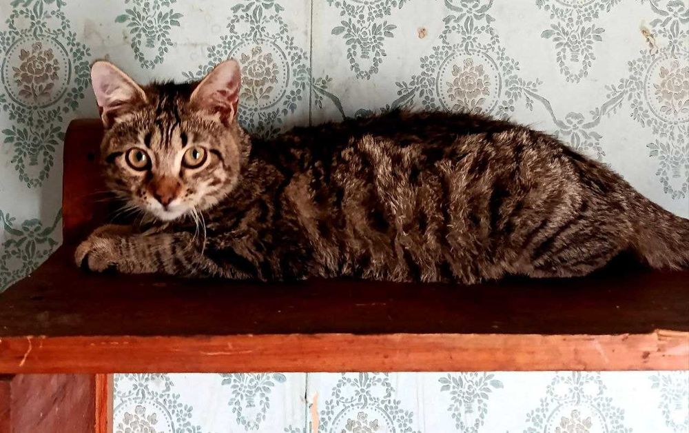 Котята в добрые руки Страйт и фолд..