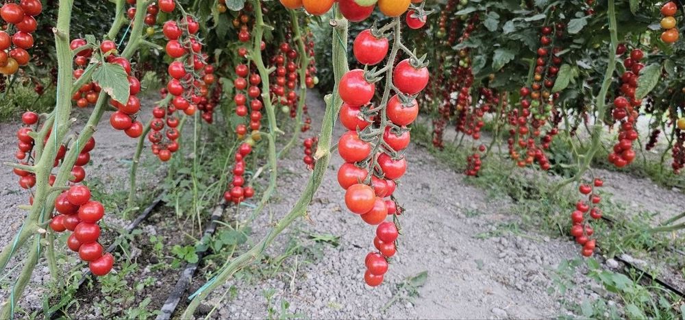 Продается помидоры черри, Помидор черри (cherry tomat) сотилади