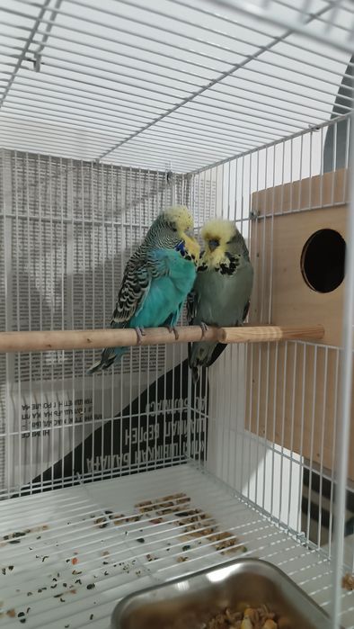 Попугай чех выставочный