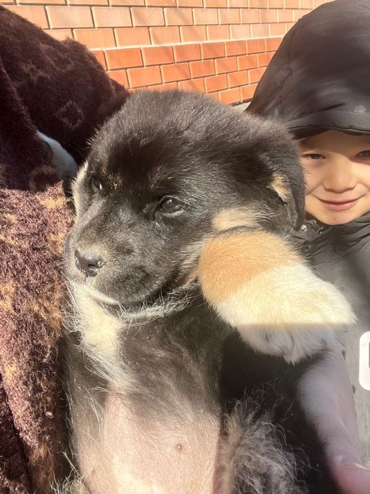 шенок дворняшка тегин