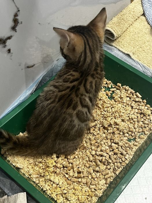Бенгальский котенок