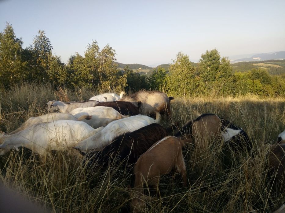 Vând capre și un țap