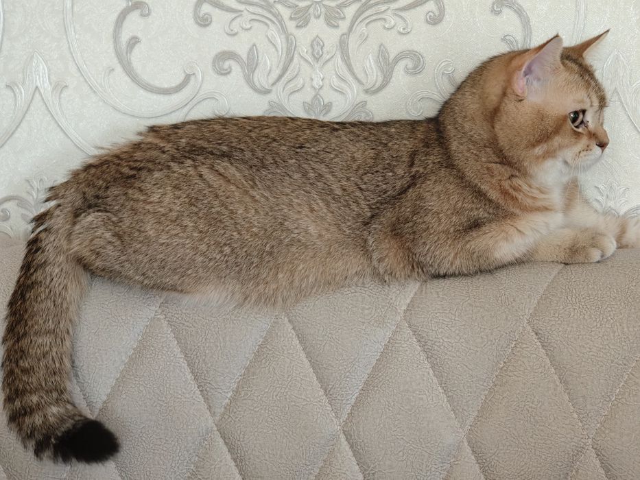 Предлагается кот золотая шиншилла для вязки.