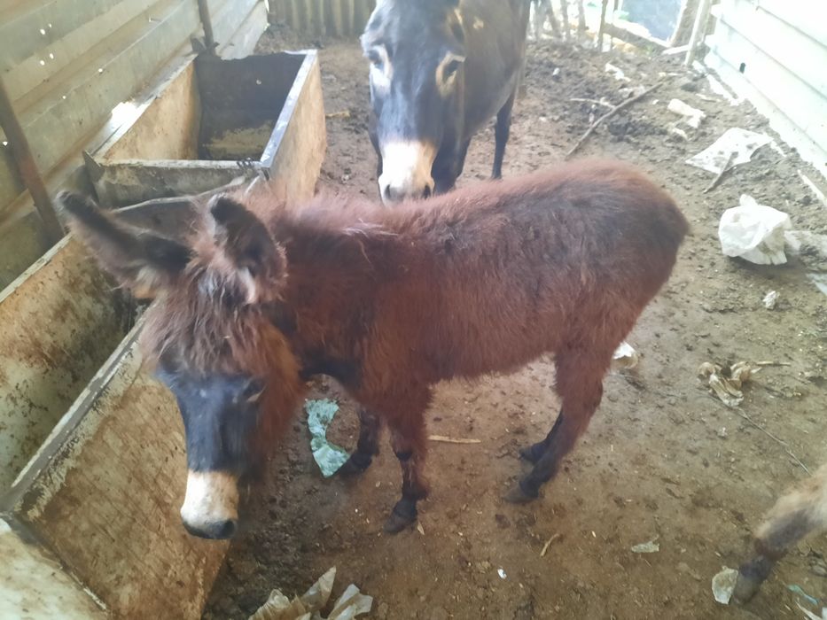 Продаю по даговору