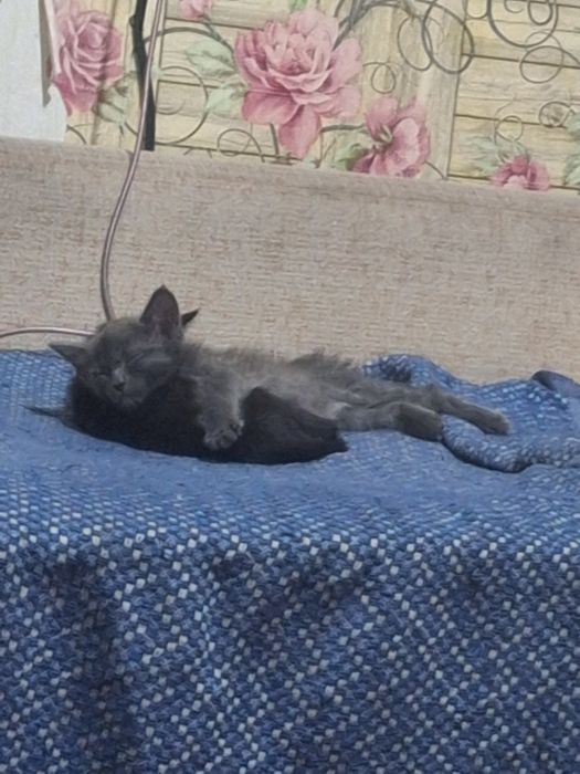 котенок даром отдаю