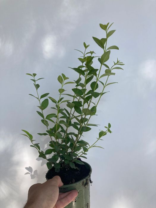 Лигуструм овалифолиум