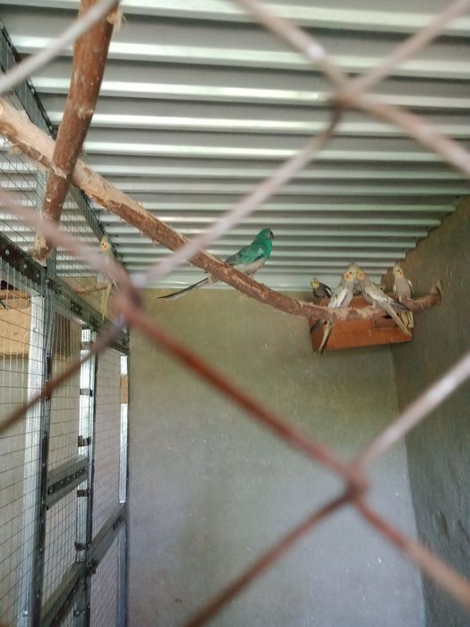 Продаются попугаи, канарейки.