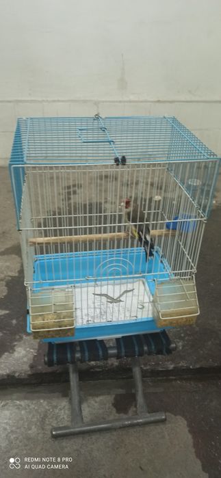 Norchi 11yillik qush