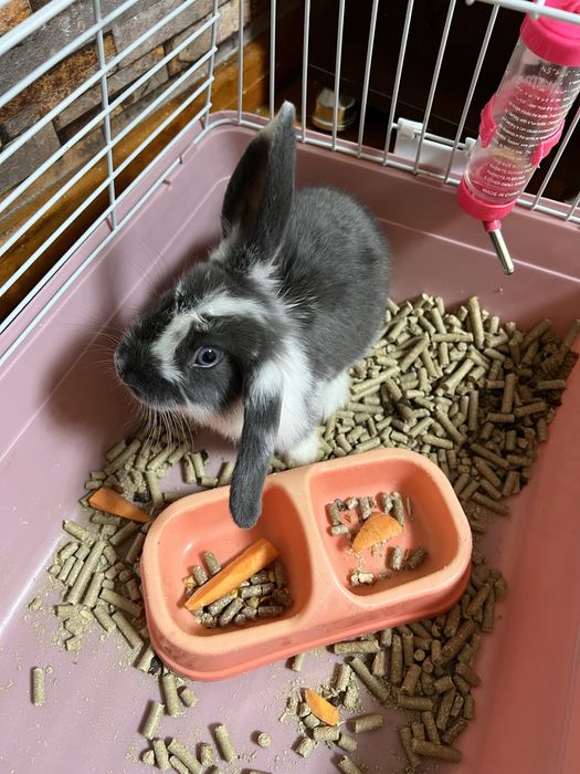 Продам декоративный карликовый кролик в серо-белом цвете