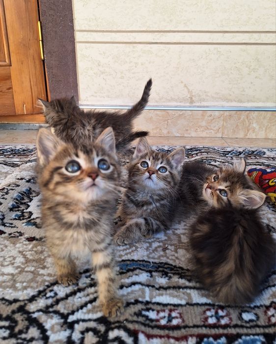 2yarm oylik 1 ta òģil 3 ta qizbola soģlom quvnoq muwucalaa