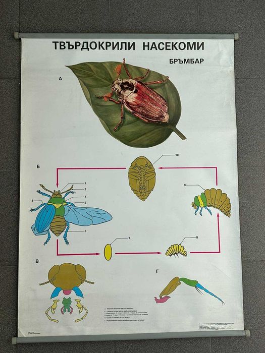 Соц Учебни Плакати Постери Биология