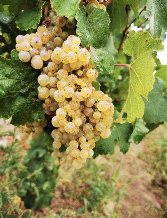 Strugurasiii de vin
