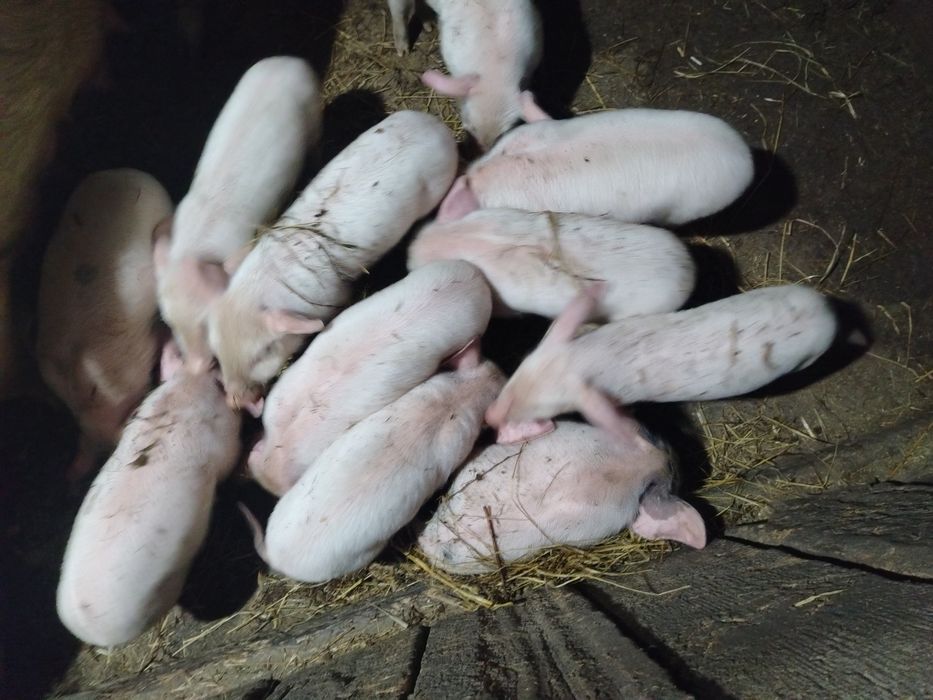 Продам месячных поросят