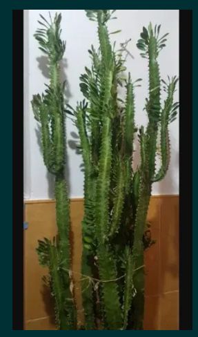 Floare decor spatii apartament, case, birouri