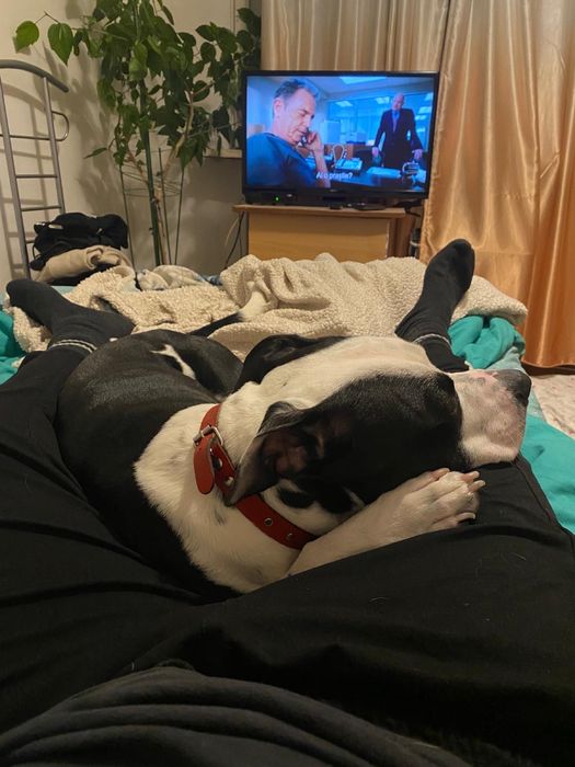 Pet sitter/ Cazare animale de companie (caini, pisici, pasari etc.)