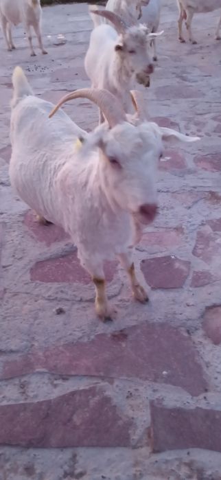 Заанен сүтті ешкілер