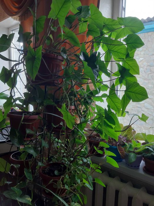 цветы комнатные и декоративные