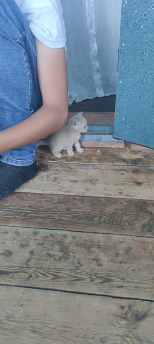 Отдам котят в добрые руки
