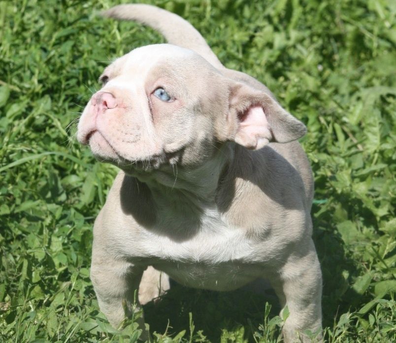 Американские Булли Премиум-класса!