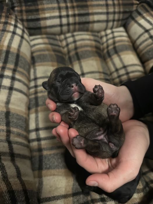 французский бульдог