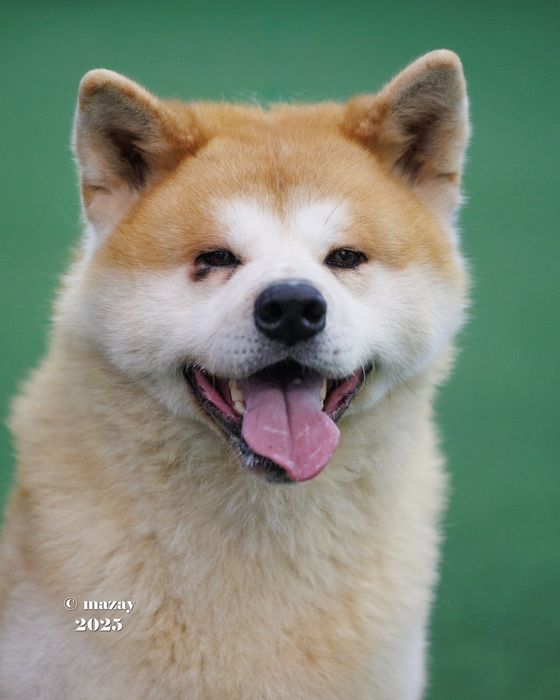Акита ину вязка.