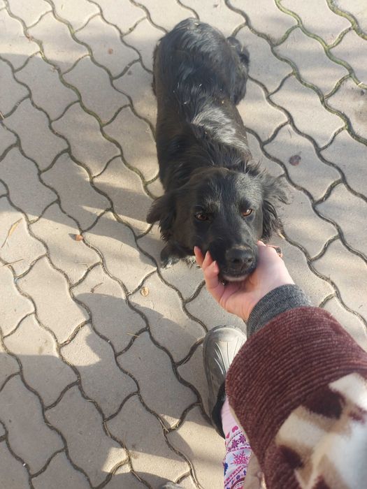 Тайга ищет хозяина!