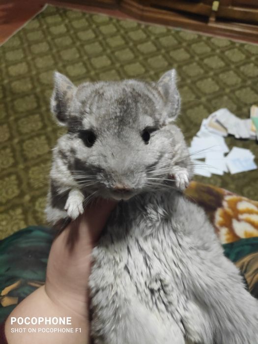 Продам шиншилу .