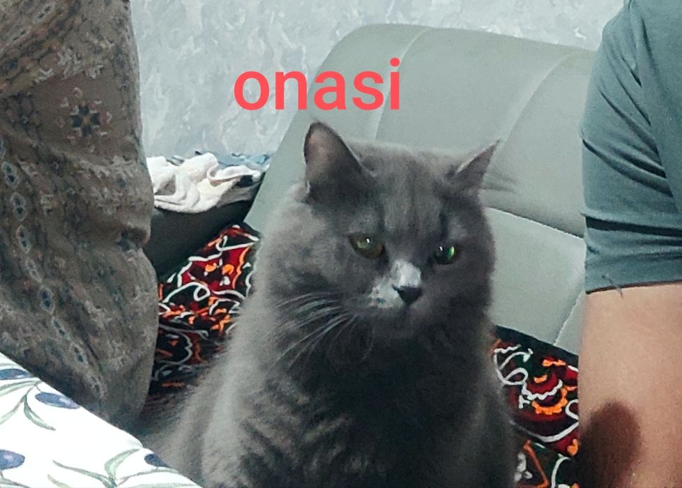 Mushuk britanski qiz 2 oylik