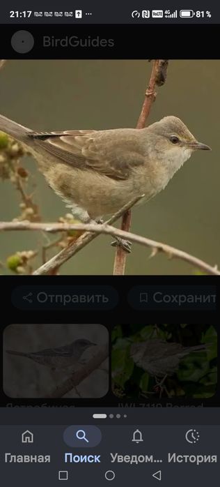 Продам птицу певчую