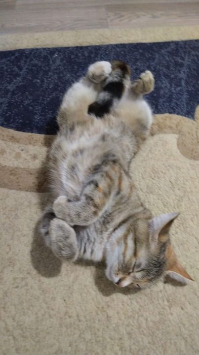 Отдам в добрые руки