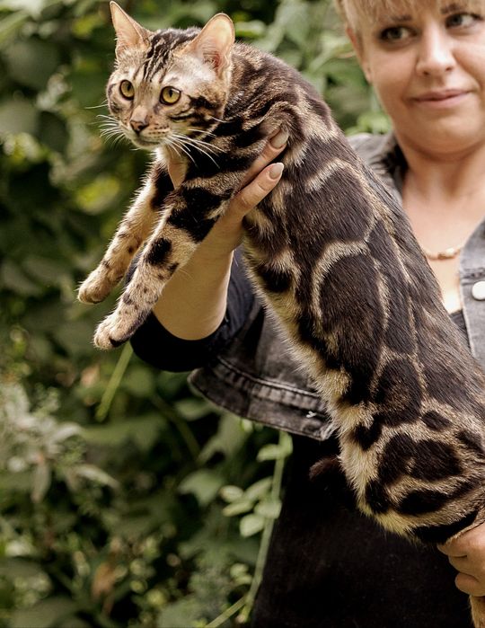 Бенгальские котята