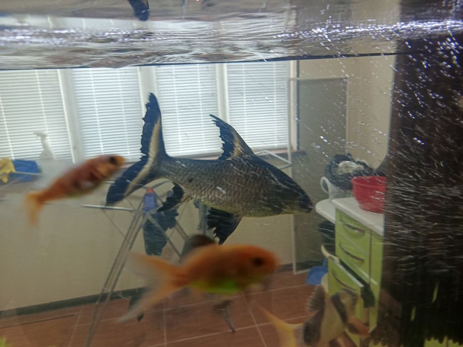 Рыба акула акварюмная