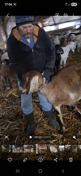 Vând capre anglonubian