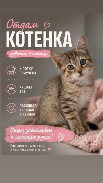 Отдам котенка , бесплатно .