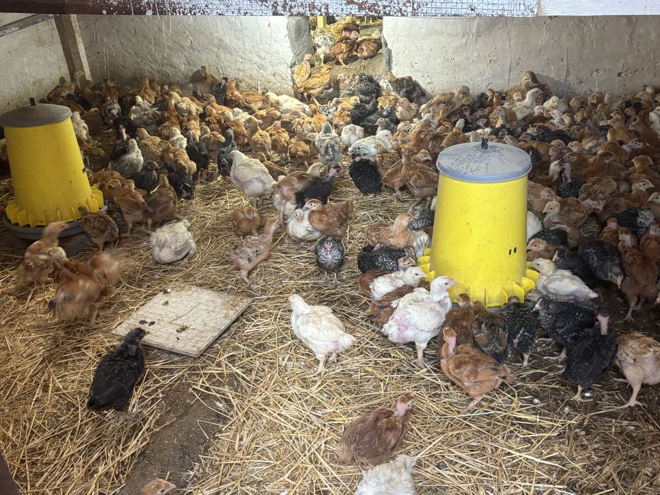 Pui de gaina de vanzare