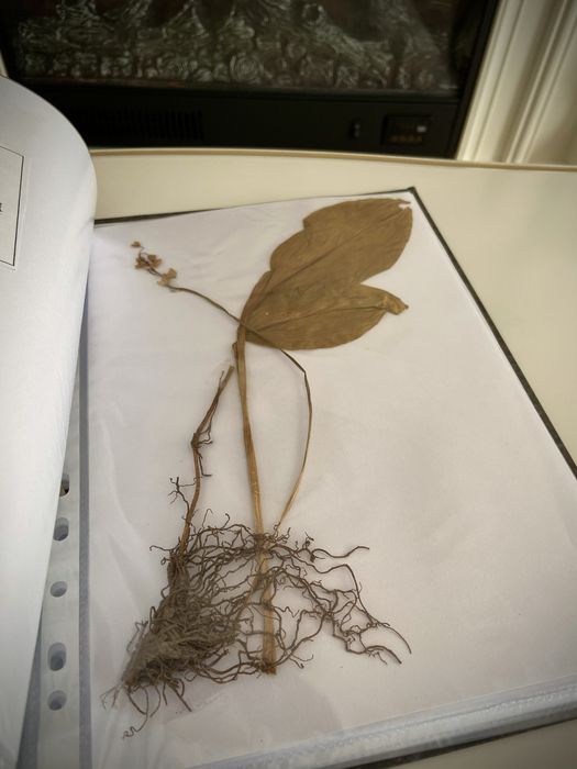 Ierbar biologie botanica