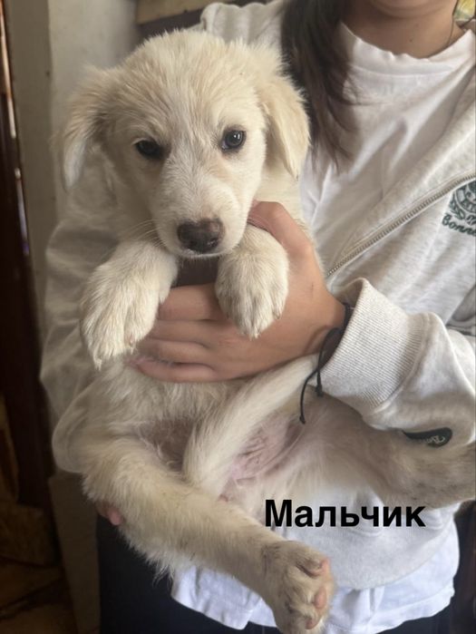 Прекрасные щеночки ищат дом!
