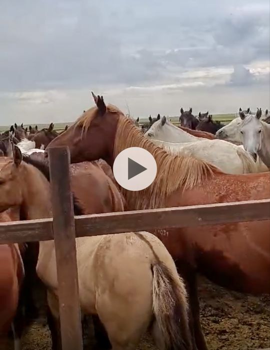 Продам животноводческое хозяйство