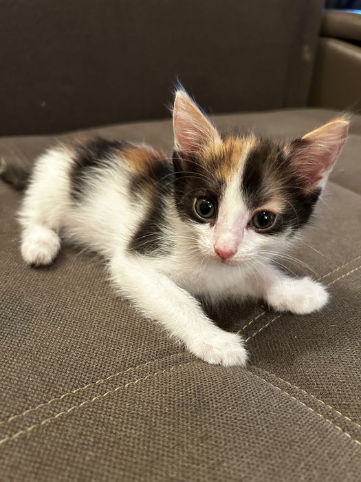 Срочно, котенок в добрые руки