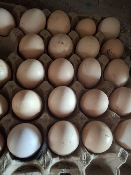 Яйца куриные инкубационные